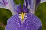 Giant blue iris